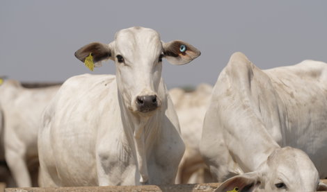 Comunicados Internacional