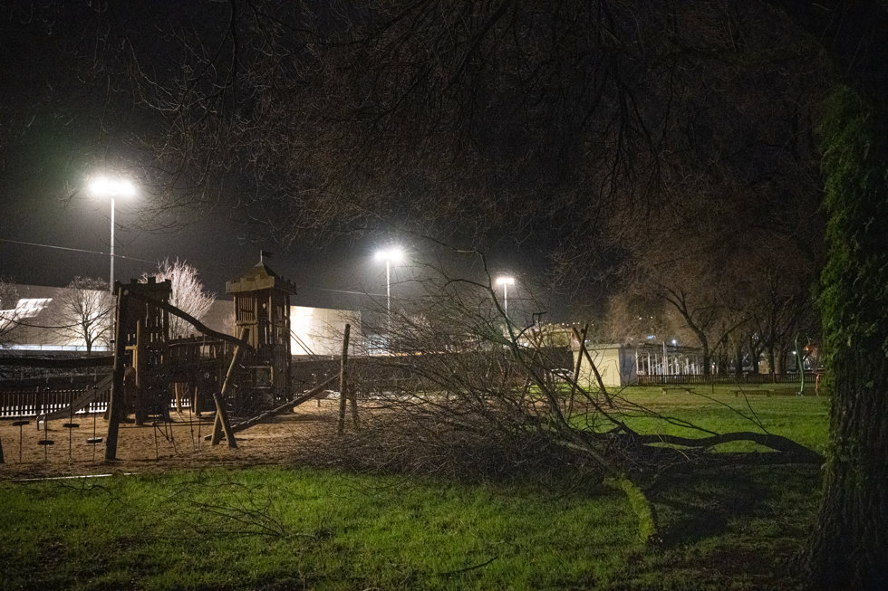 Un árbol caído, a 26 de enero de 2025, en Pontevedra, Galicia (España).