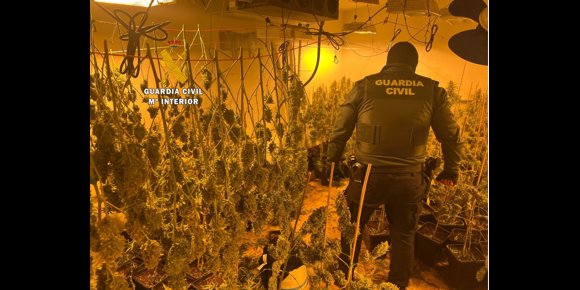 13. Siete detenidos con un cultivo de 619 plantas de marihuana y un arma en una finca de Cártama (Málaga)