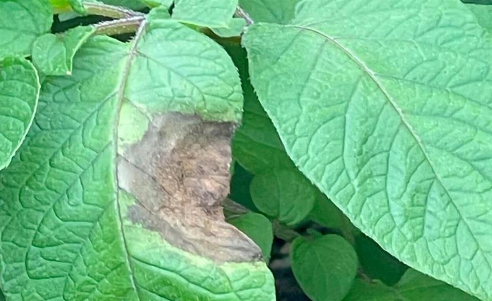 Una planta en Irlanda con la enfermedad del tizón tardío