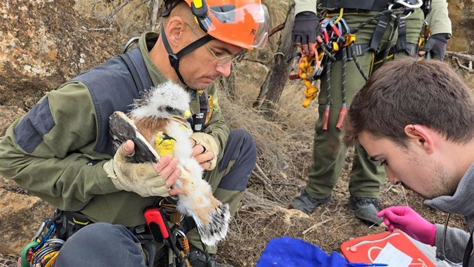 Un grupo de agentes de Medio Ambiente de la Junta con un ejemplar de águila en un operativo para el seguimiento y conservación de especies protegidas en Almería.