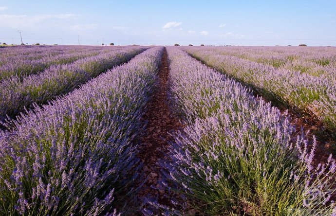 Campo de lavanda en Guadalajara