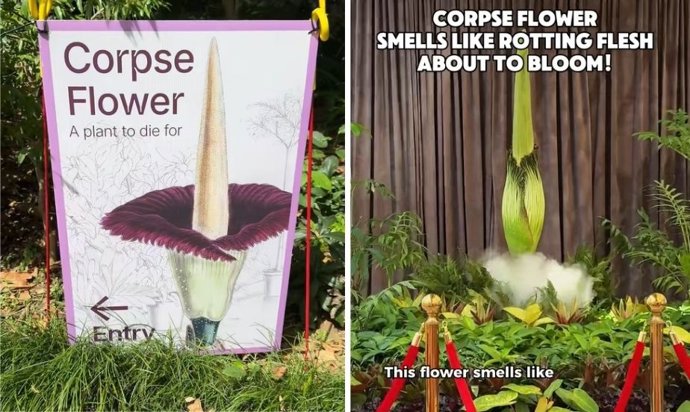 Esta planta "huele a carne podrida" cuando florece, pero miles hacen cola para verla: "Florece durante 24 horas"