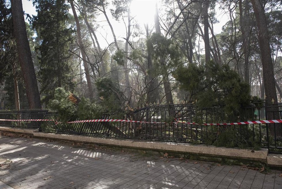 Caída de un árbol en Albacete por el fuerte viento.