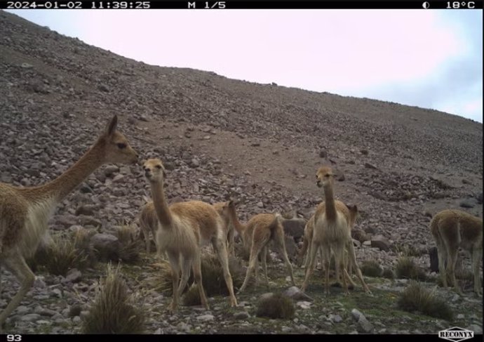 Las vicuñas construyen montones de estiércol comunitarios, que pueden proporcionar un ambiente para que crezcan las plantas.