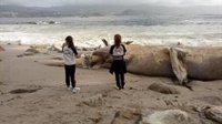 Más de 600 delfines aparecieron varados en las costas gallegas en 2024, según la Coordinadora de Mamíferos Marinos
