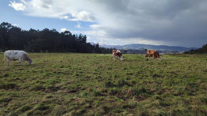 Vacas pastando en Busto, localidad del municipio asturiano de Valdés. Vacas, PAC, rural, campo, ganadería.