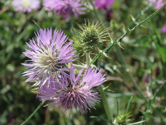 Galactites tormentosa. Vegetación asociada a las actividades humanas en la región cantábrica.