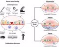 Un estudio apunta a la acumulación de heridas mal curadas como posible causa de cáncer, fibrosis o inflamación