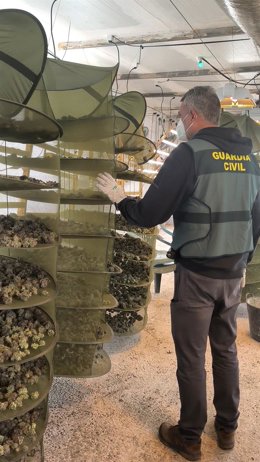 Un agente de la Guardia Civil en la plantación de marihuana desmantelada.