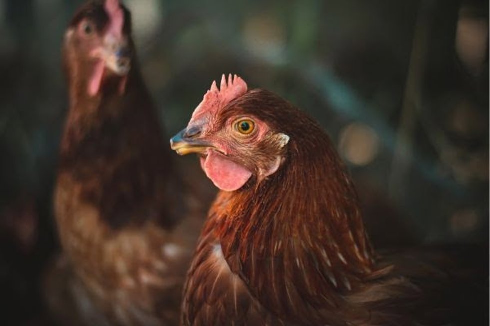 Igualdad Animal dice que las medidas de Agricultura por el riesgo de gripe aviar van en detrimento del bienestar animal.