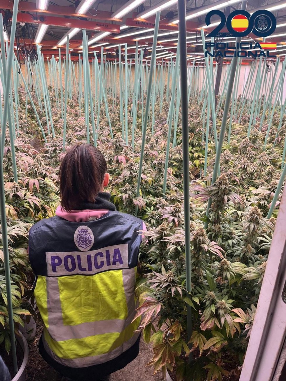 Desmantelada en el polígono Monzú la mayor plantación interior de marihuana hallada en Huesca.