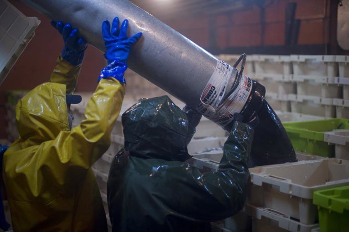 Archivo - La captura de los peces no se toca con las manos en ningún momento del proceso. De la red se subcciona por un aspirador gigante para luego por otro conducto pasar a la bodega que lo deposita con la guia de los marineros en las cajas finales. Ima
