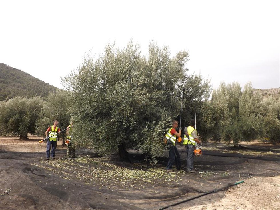 Archivo - Recogida de aceituna en un tajo de Jaén.