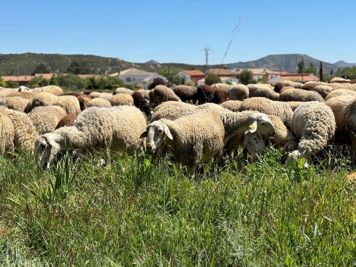 El Gobierno de Castilla-La Mancha autoriza la incorporación de la lana en el estiércol para su compostaje