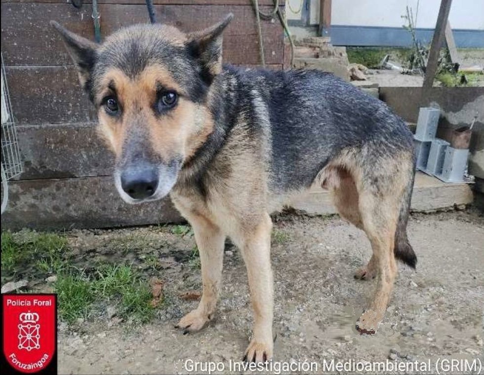 Imagen del perro abandonado en Orkoien