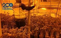 Detenida en Córdoba con un cultivo 'indoor' de más de 600 plantas de marihuana