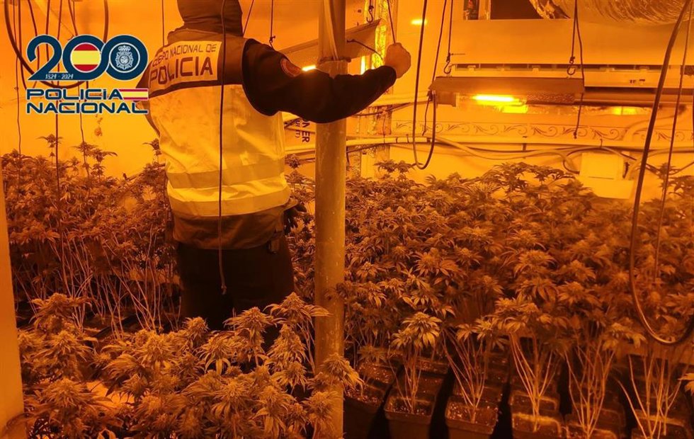 La plantación de marihuana desmantelada.