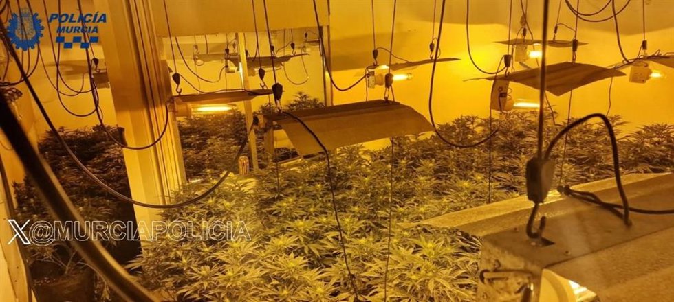 Imagen de la plantación intervenida