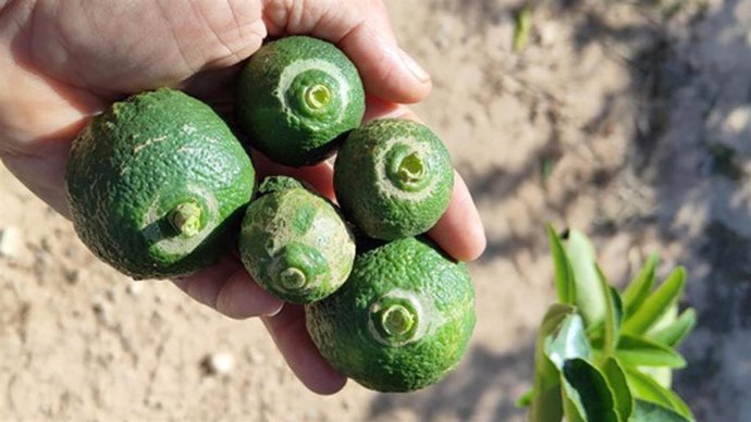 Fruto afectado por la plaga 'Scirtothrips aurantii', en una imagen de archivo.