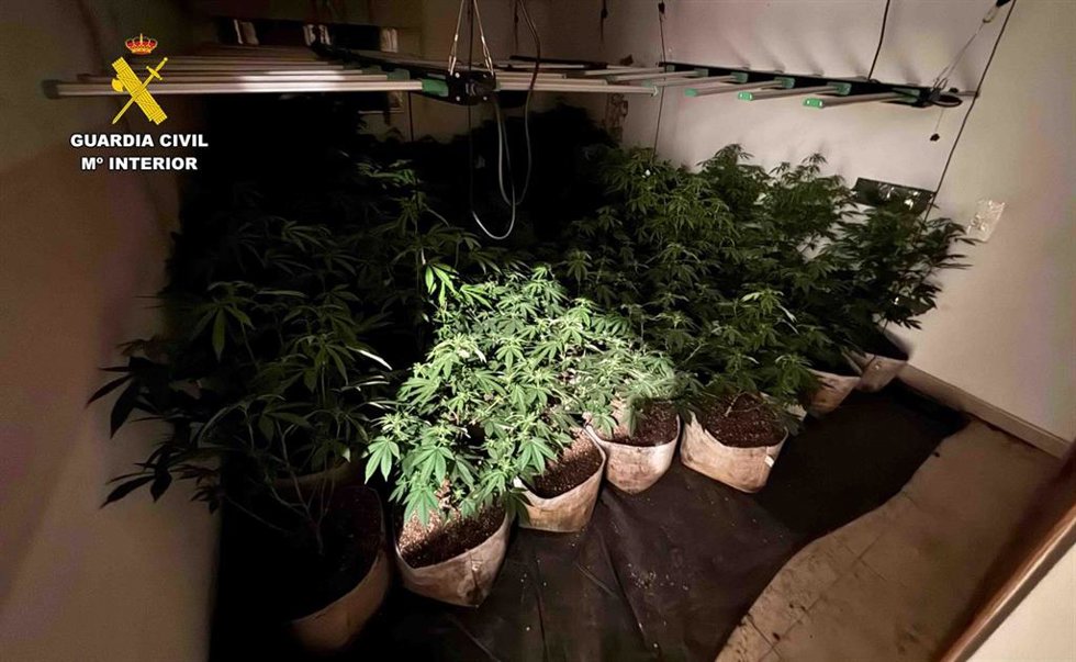 Plantación de marihuana desmantelada en el interior de una vivienda de Sineu.