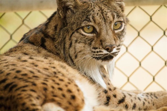 Ejemplar de lince ibérico.