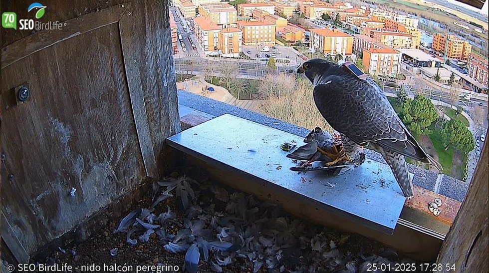Uno de los halcones peregrinos, en la caja nido donde se ha instalado la cámara.