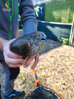 Esparver comú rescatat