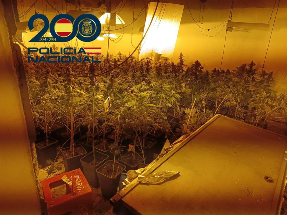 Plantación de marihuana.