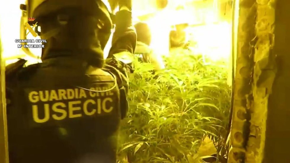 Un agente de la Guardia Civil en una plantación de marihuana de tipo indoor entre Almonte y Bollullos Par del Condado (Huelva).