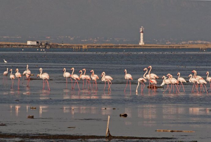 Foto: Flamencos en el delta del Ebro.