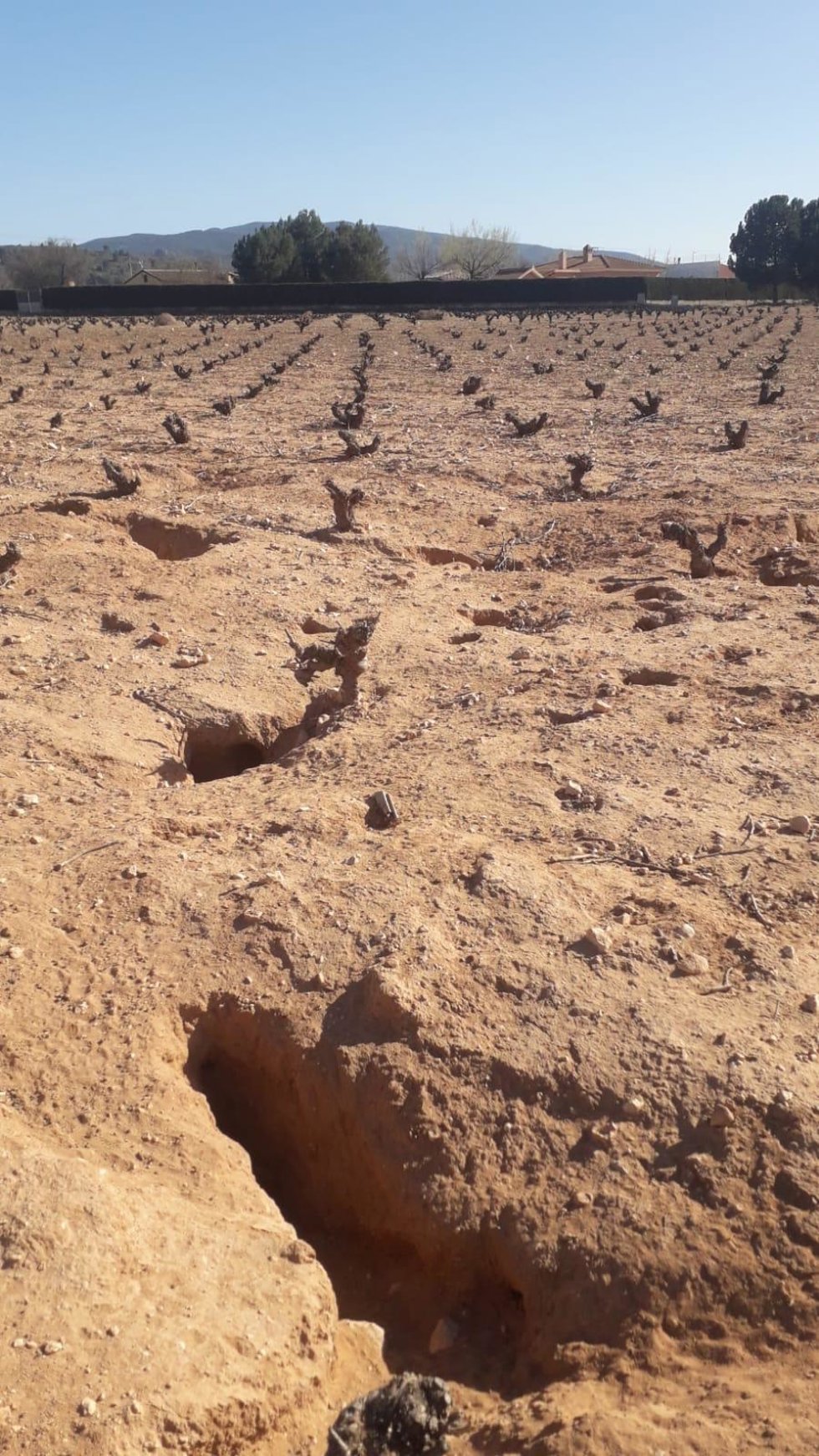 Desperfectos causados debido a la proliferación del conejo silvestre.