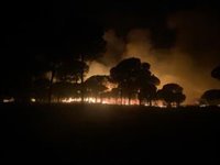 La Junta licita el aprovechamiento forestal del área afectada en Almonte (Huelva) por el incendio forestal de 2022