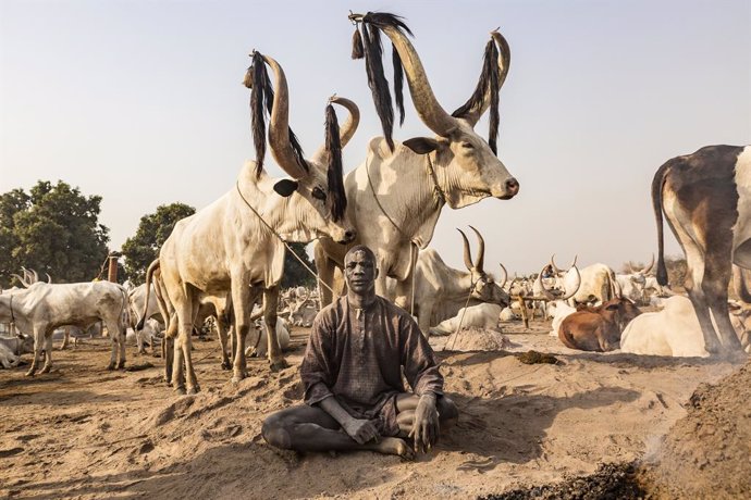 Archivo - Feb 21, 2016 - South Sudan - A Mundari man sits between his two favourite animals in the herd. The horns of the Ankole-Watusi can grow up to 8ft in length. Ankole-Watusi, also known as Ankole Longhorn, or 'Cattle of Kings' is a 900 to 1,600 poun