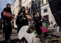 Manifestaciones en varias ciudades de España piden abolir la caza con perros: "Son perros de casa, no de caza"