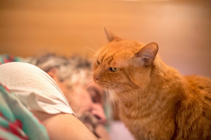 Archivo - Gato en la cama de su dueño.