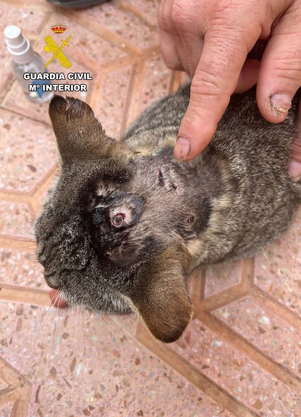 Imagen de uno de los animales, un gato que recibió el disparo con una escopeta de perdigones