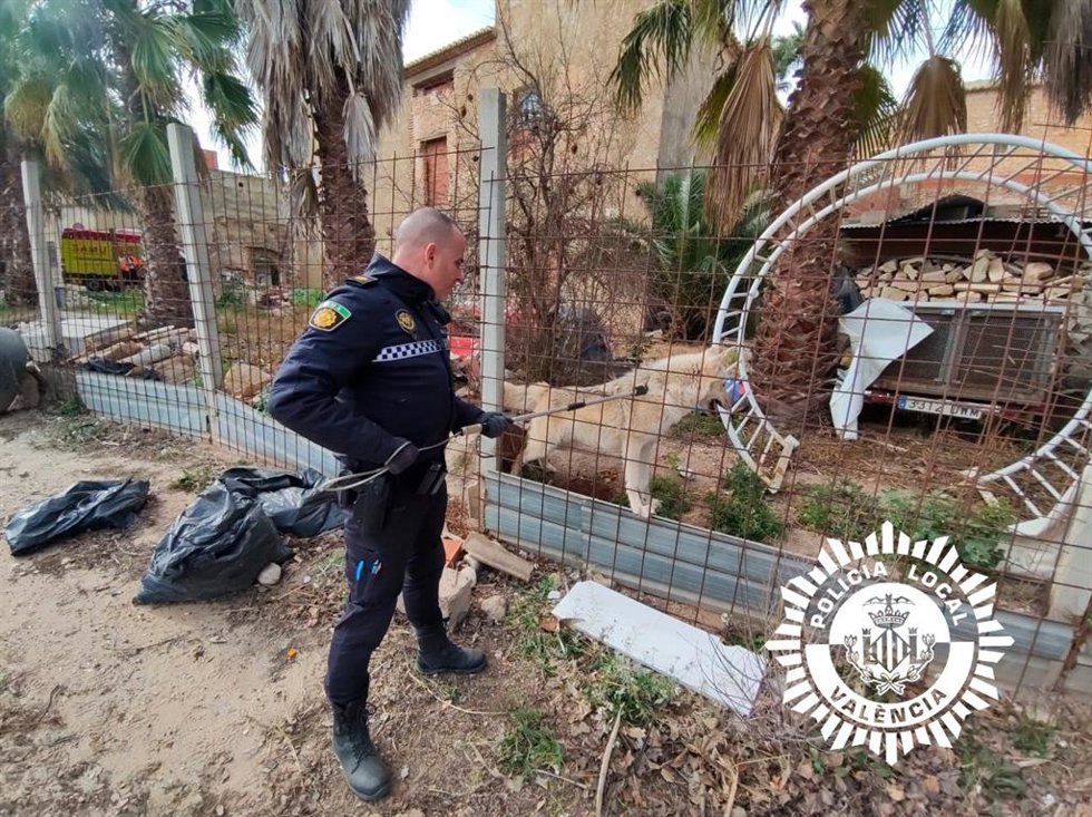 Perro-lobo capturado por la Policía Local