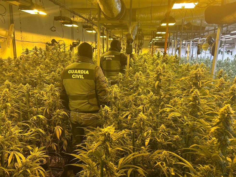 Archivo - Plantación de marihuana desmantelada por la Guardia Civil en Tordehumos (Valladolid).