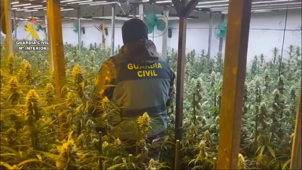 Desmantelada una nave con 1.470 plantas de marihuana en Tordehumos (Valladolid)