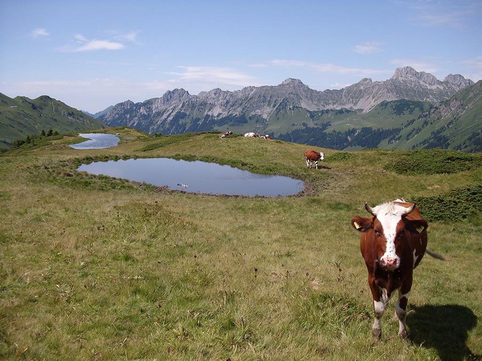 Archivo - Vaca al lado de un lago en las montañas de los Alpes