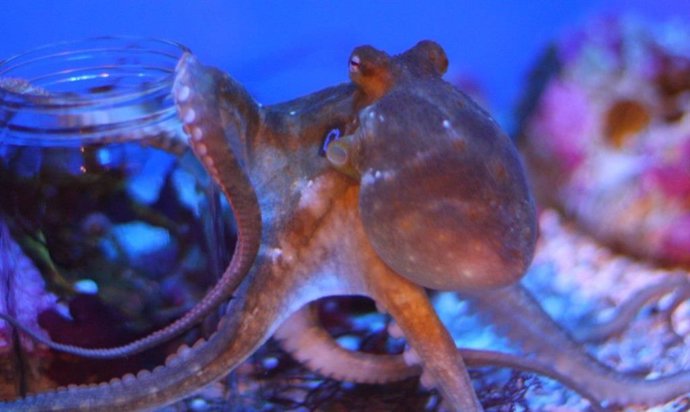 Pulpo de dos manchas de California