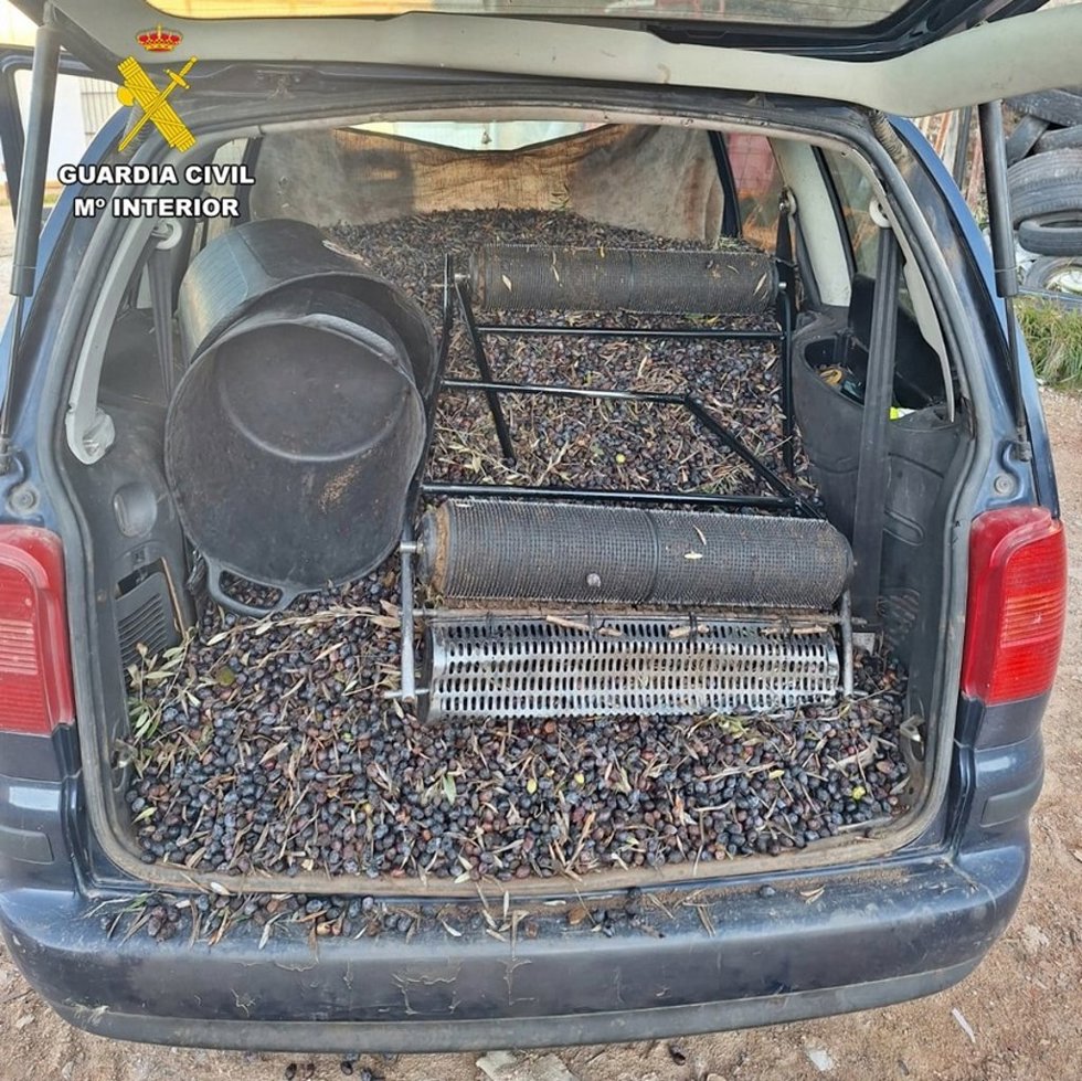 Aceitunas sustraídas.