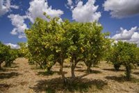 Las cebollas, el limón y las aceitunas casi septuplican su precio del campo a la mesa en enero