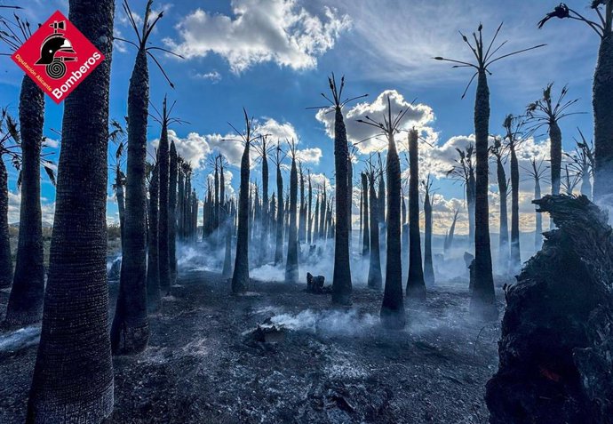 Extingit un incendi en un palmerar proper al polígon industrial de Jacarilla.