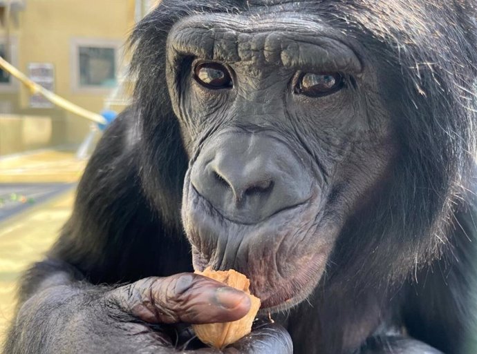 Nyota, uno de los bonobos que participó en el estudio