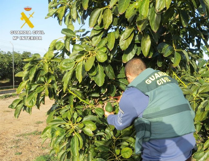 Detingudes dos persones i investigada una altra per sostraure 1.800 quilos d'alvocat a Onda