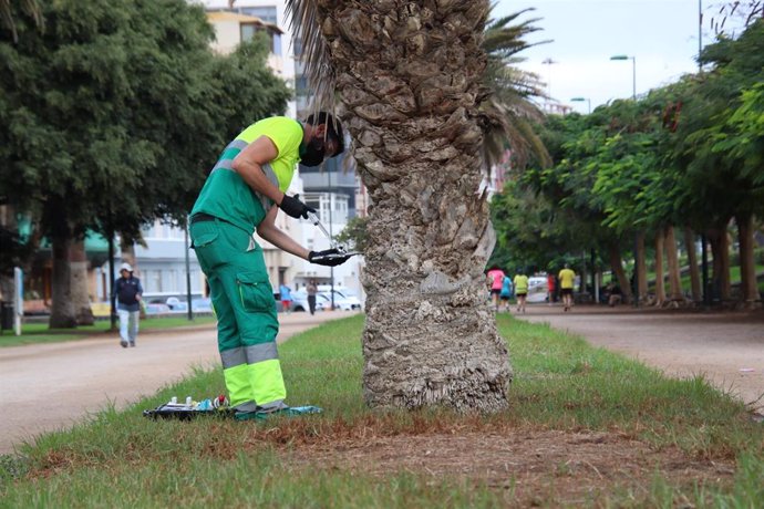 El Ayuntamiento de Las Palmas de Gran Canaria pone en tratamiento 1.800 palmeras para luchar contra la diocalandra