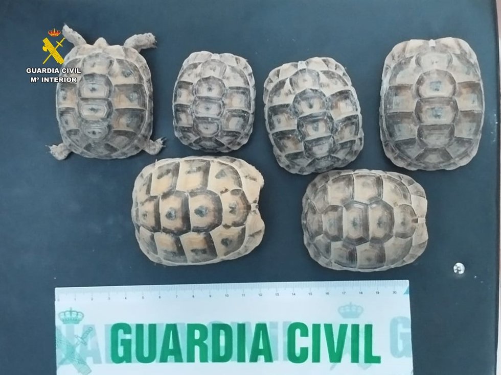 Investigan a un hombre por la tenencia ilegal de 18 tortugas en Elche (Alicante).