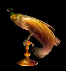 El Museo Nacional de Ciencias Naturales expone más de 40 fotografías de Luis Castelo,sobre aves,mamíferos y herpetología